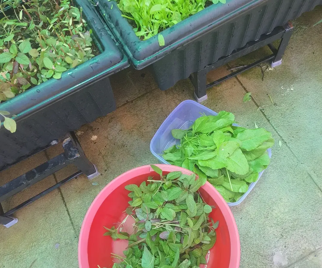 This is what it's all about: turning a small space into a source of fresh, organic greens. Here you can see freshly harvested palak and amaranth, ready for the kitchen, grown in our easy-to-manage raised planters.