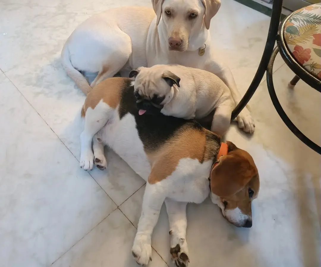 There is nothing more peaceful than a puppy pile. After a morning full of play, it's common to find our guests all snuggled up together for a nap. Here are Luna the Labrador, Borris the Beagle, and Gundumani the Pug sharing a cozy moment on the cool floor.