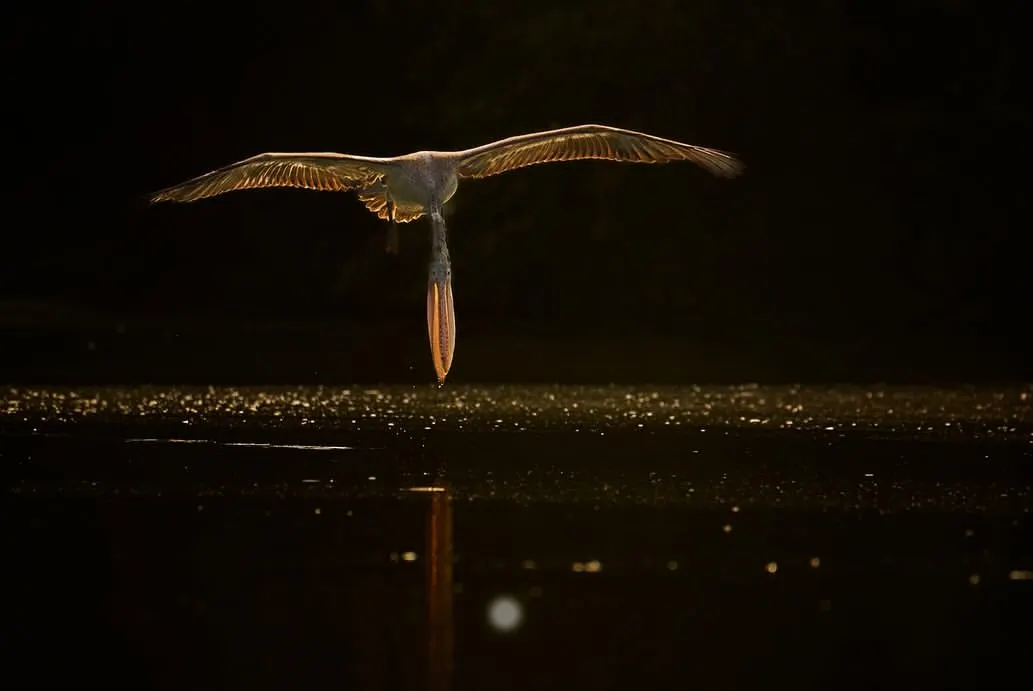 This is what I mean when I say "sense the light". We learn to see how the golden morning light can turn a simple moment, like this spot-billed pelican skimming the water at Ranganathittu, into a piece of art. The way the light catches the wings and reflects on the water creates a magical, almost divine, image.