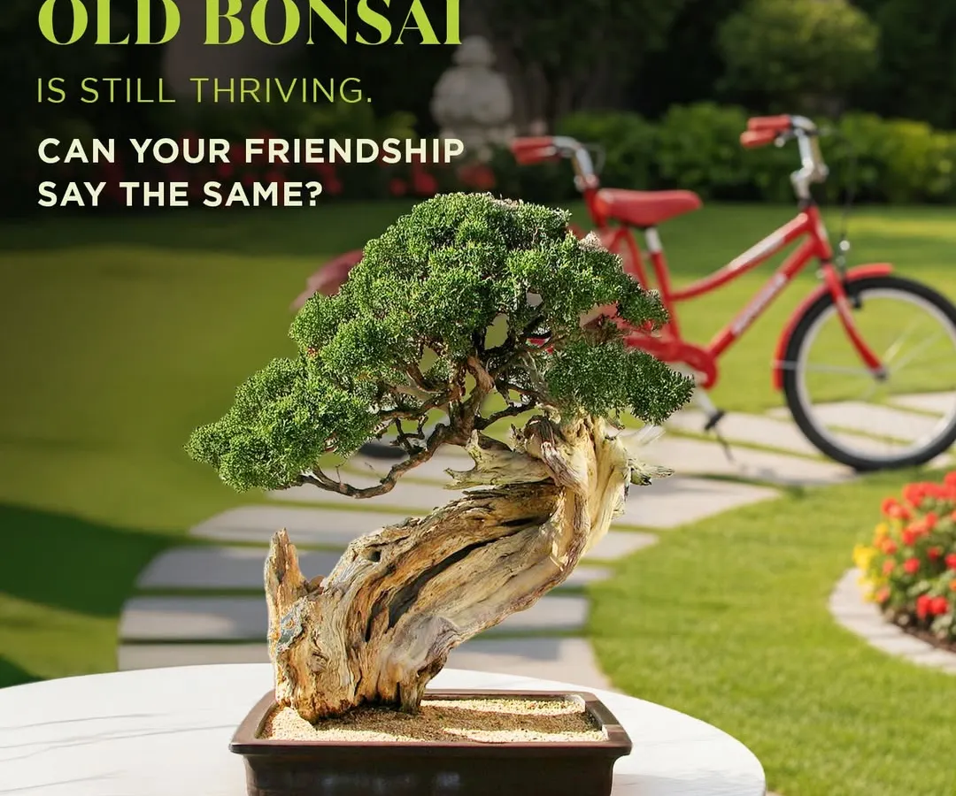 This 40-year-old bonsai is more than a plant; it's a living sculpture and a testament to patience and artistry. We nurture these aged trees for decades, allowing them to develop character and grace that can bring a sense of history and tranquility to your home.