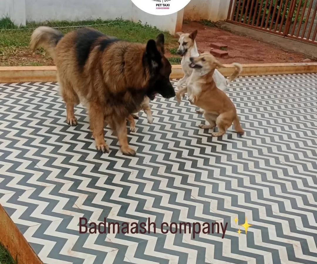 Welcome to the 'badmaash company'! This is our daily dose of 'masti' where dogs of all sizes learn to play and socialize together. It's pure happiness watching them form their own little pack in our safe, off-leash daycare.