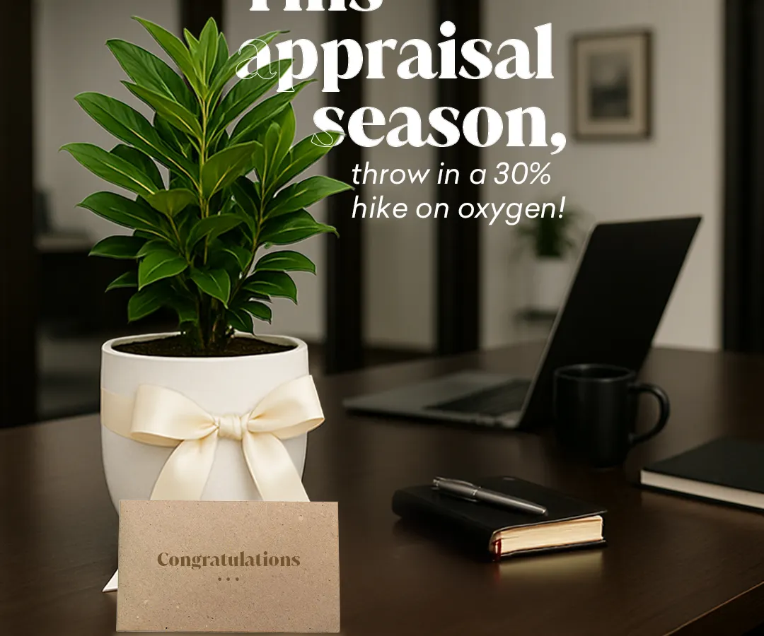 This appraisal season, I help companies give a raise that truly matters. A gift of a plant is a gift of fresh air and a calmer workspace, showing your team you care about their well being as much as their work.