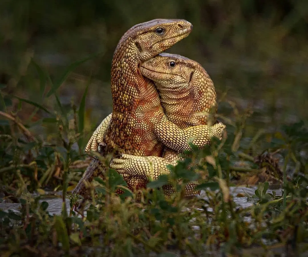 A rare and heartwarming moment as two monitor lizards appear to embrace. This wildlife photograph showcases the incredible patience and luck required to capture unique animal behavior in its natural habitat.