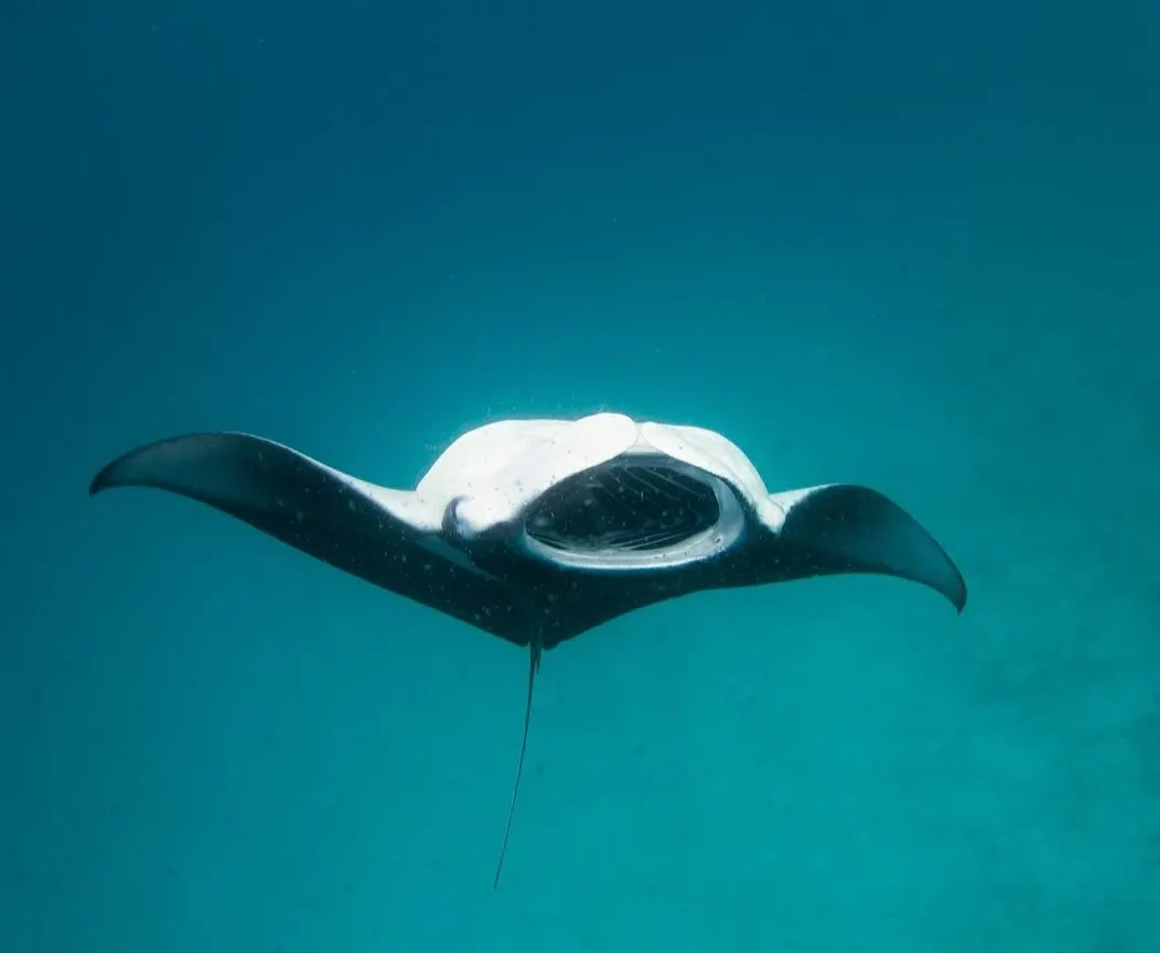 There's nothing quite like the feeling of a majestic manta ray gliding effortlessly past you. This is a common sight at spots like Hanifaru Bay, and it’s a moment that will stay with you forever.