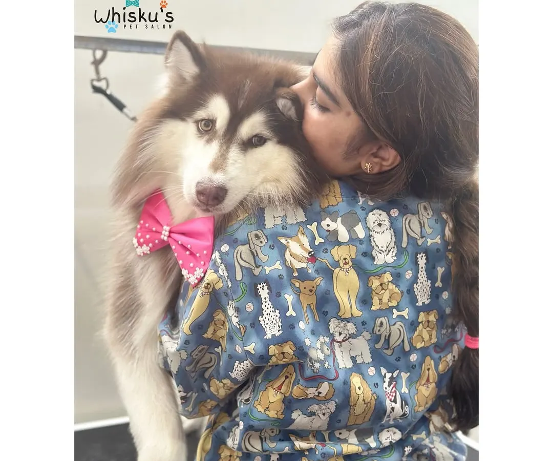 This is why I do what I do. Every grooming session is built on a foundation of love and trust. This beautiful Siberian Husky is a perfect example of the deep connection we can build with these babies.