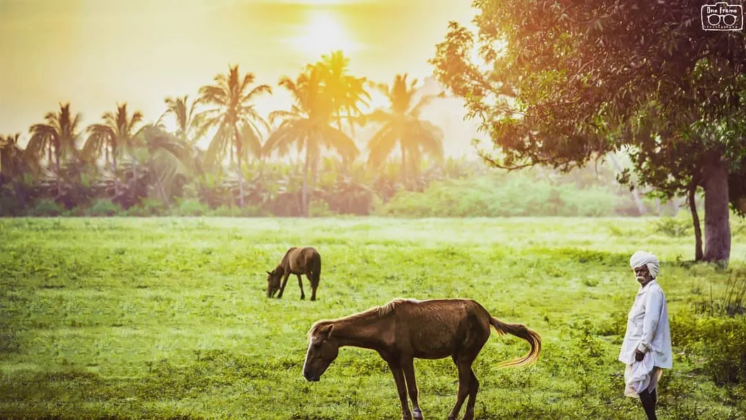 I took this photo during a trip to Hampi. The golden morning light, the farmer watching over his animals, and the vast green field all came together. It's a simple, honest picture of village life.