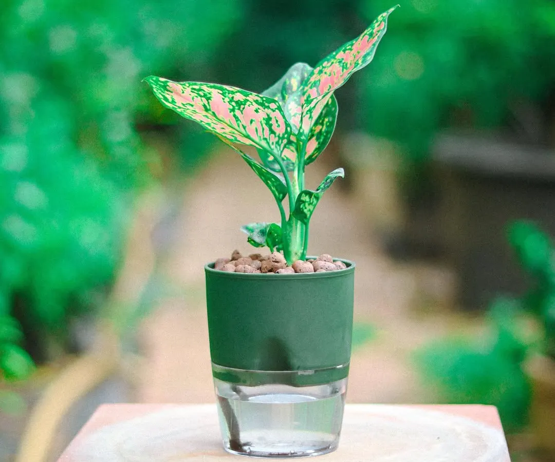 My self-watering planters are a game-changer. Here, a vibrant Aglaonema thrives in a sleek green planter, its clear reservoir showing exactly how this smart design takes the guesswork out of watering.