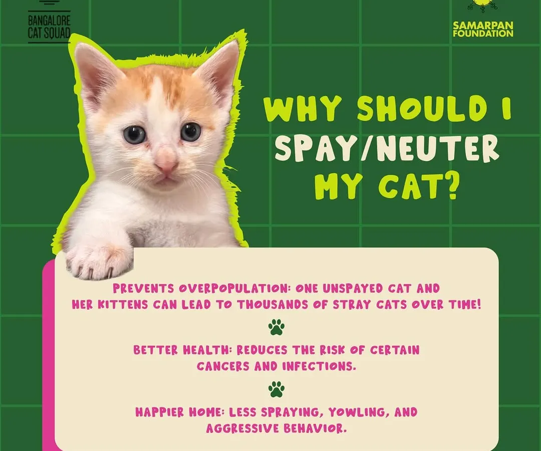 The solution is simple and effective. Spaying or neutering your cat prevents overpopulation, leads to better health, and creates a happier home for everyone. It’s the most responsible choice a pet owner can make.