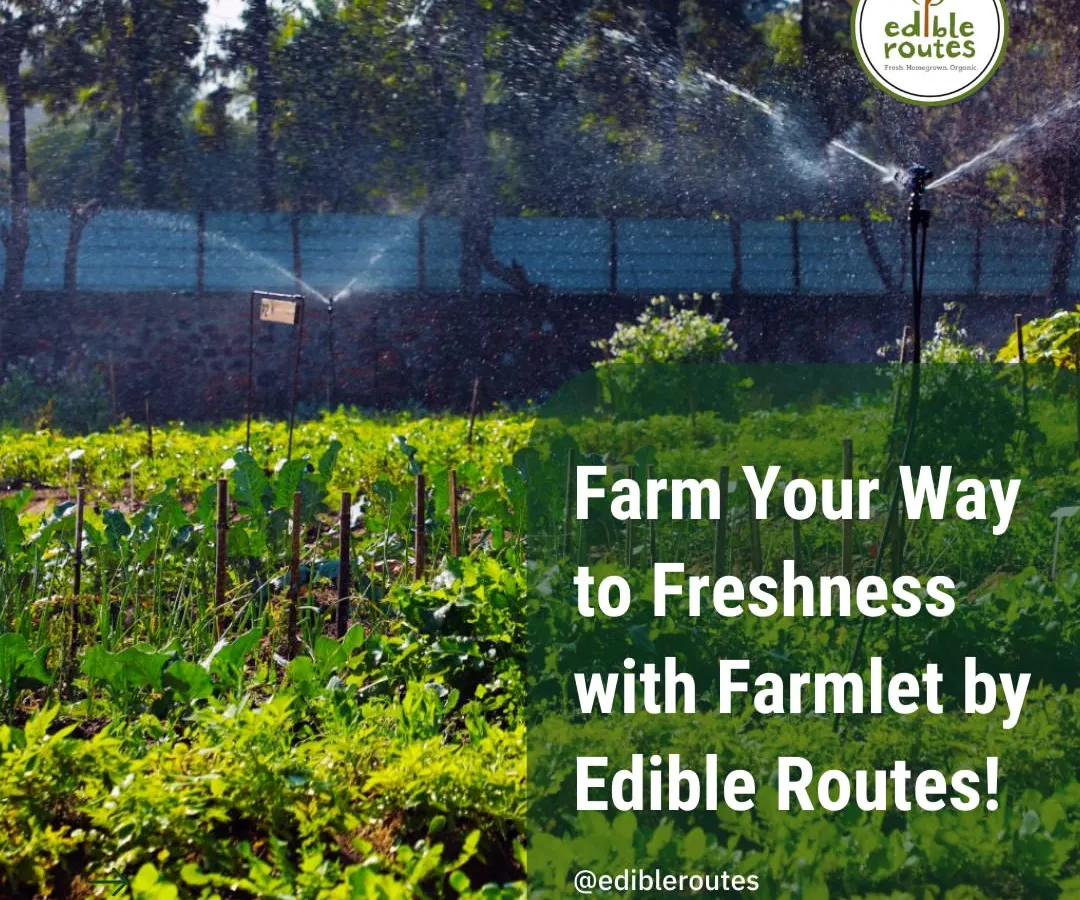 Don't have land? Our Farmlet service is your answer. We provide you with a 1200 sq. ft. plot on our farm, manage the cultivation of your chosen vegetables using organic methods, and deliver the fresh harvest to your door.