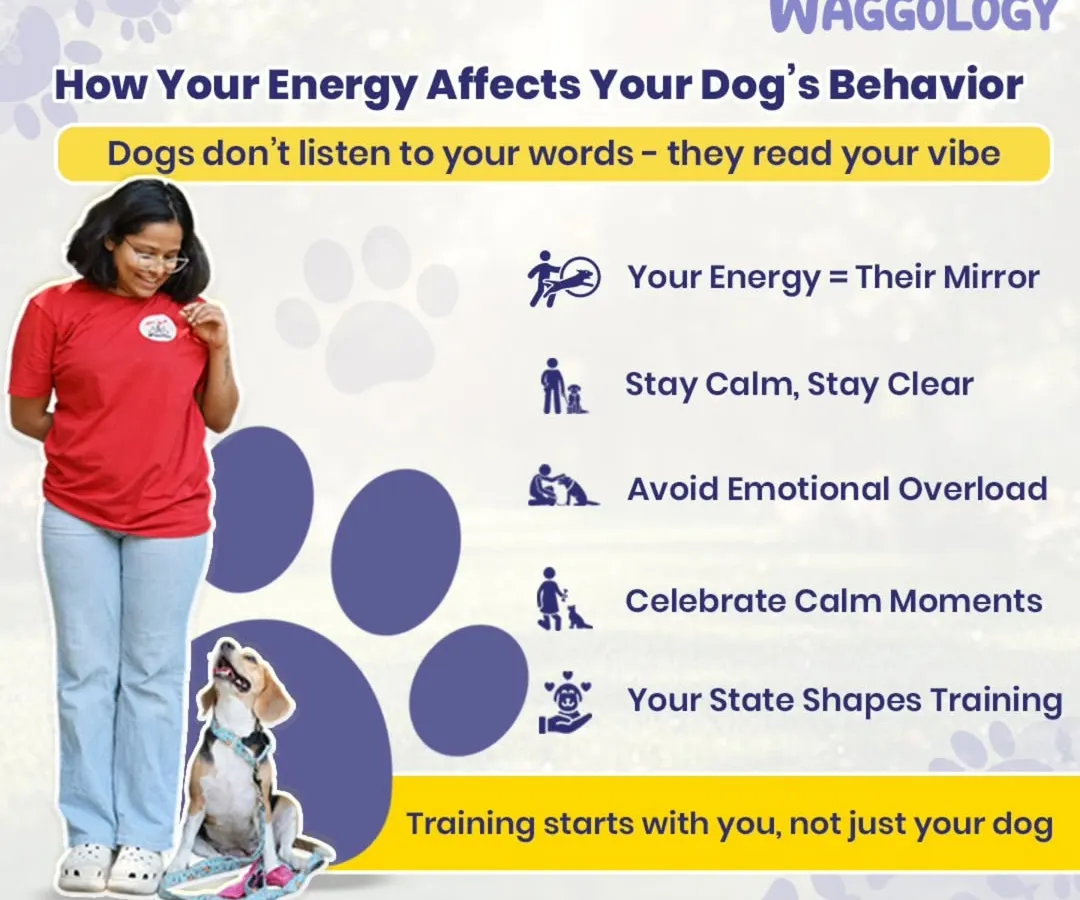 This is one of the most important lessons I share: your dog mirrors your energy. Before we even speak a command, they are reading our vibe. This graphic explains how staying calm and clear yourself is the first step to having a dog who listens. Training truly starts with you.