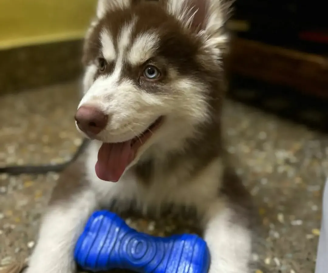 Meet one of my happy guests, a beautiful Siberian Husky puppy, relaxing indoors with a chew toy. I provide plenty of toys and enrichment to keep dogs engaged and content throughout their stay, ensuring they are never bored.