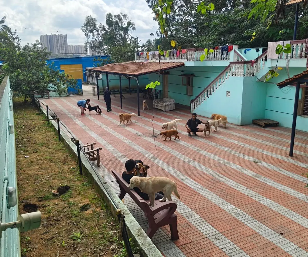 We are blessed with a huge, 10,000 sq ft area where the dogs can run and play all day. It's all securely fenced, so they have the freedom to be themselves safely.