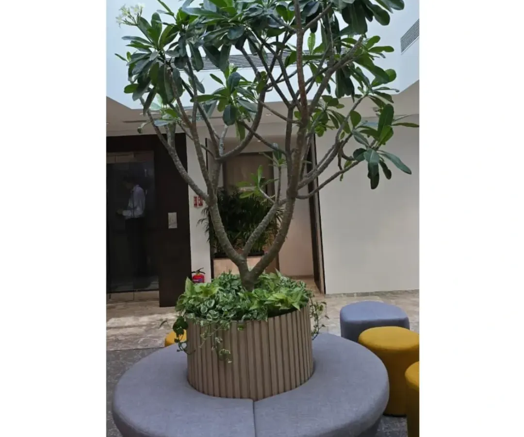 For this corporate common area, I installed a large Plumeria tree as a central feature, complete with integrated circular seating. This isn't just a plant, it's a functional biophilic installation that becomes a natural gathering spot for employees.