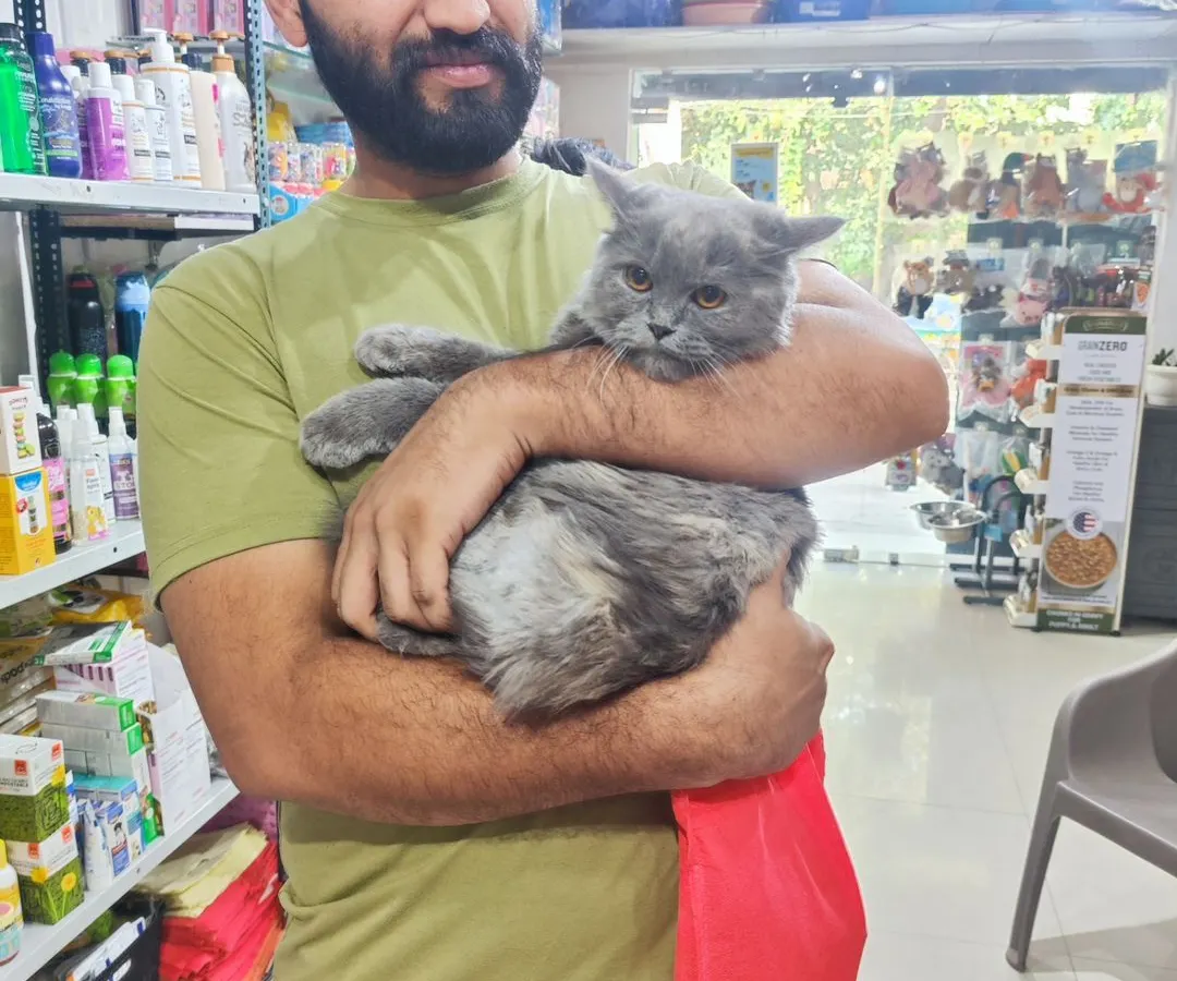 We welcome small breed cats too! This beautiful grey Persian cat is being cuddled by one of our team members, showing the calm and trusting atmosphere we cultivate.