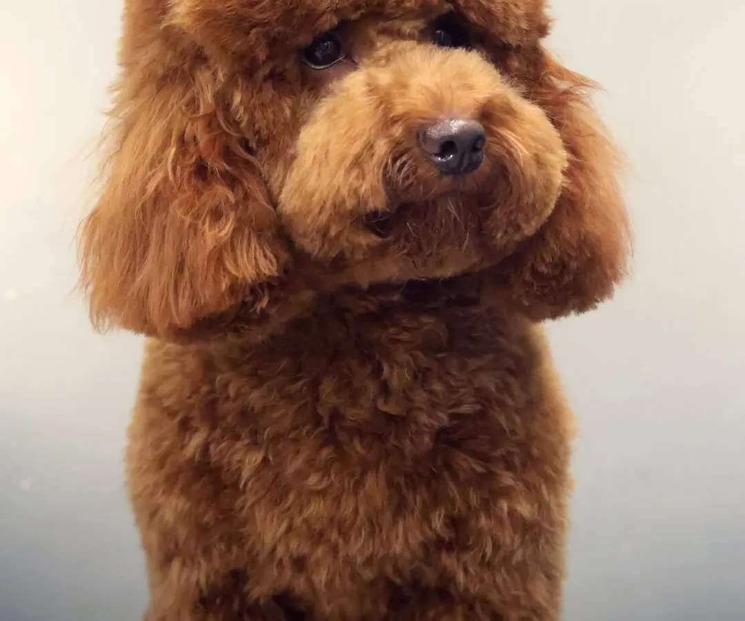 Look at this perfectly coiffed poodle, looking like a true champion. We specialize in breed-specific haircuts that highlight your dog's best features, ensuring a neat, stylish, and comfortable result.
