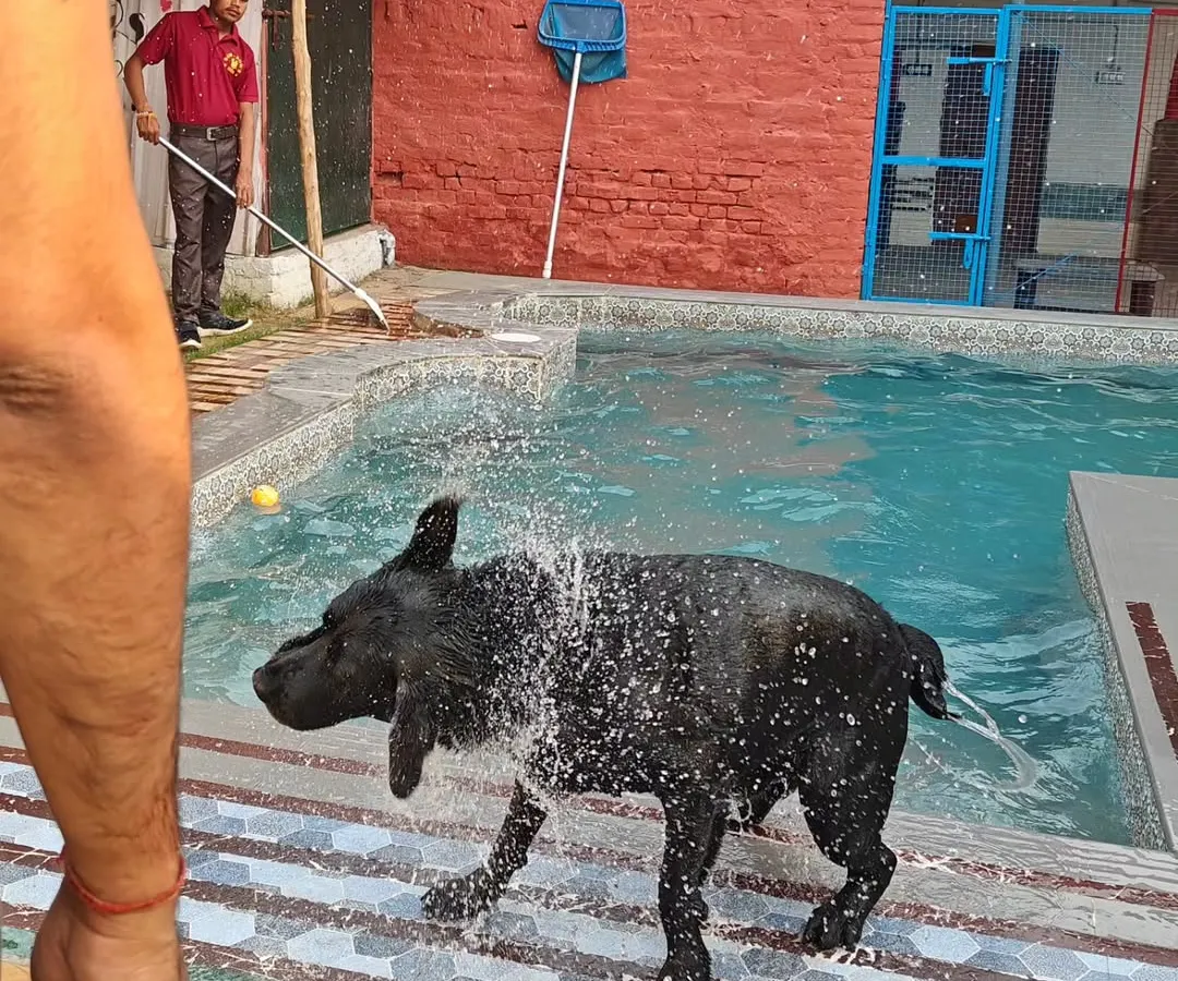 After a fun splash in the pool, it's time for a good clean-up. This happy Labrador is shaking off the water before heading for a proper wash and dry, ensuring he goes home fresh and clean, with no muddy paws for you to worry about.