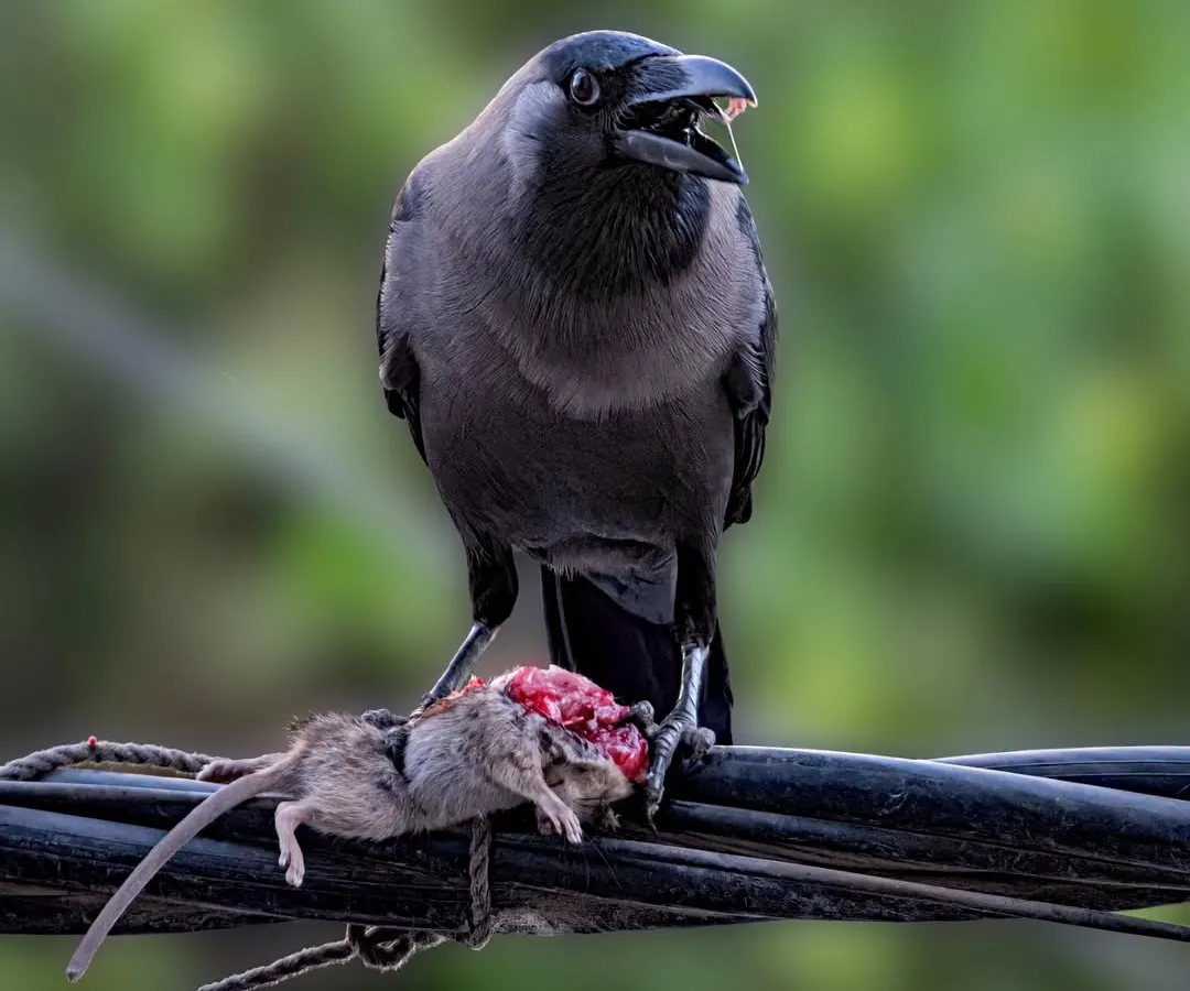 Nature can be savage, and I believe in telling its complete story. This House Crow with its kill is a raw, unfiltered moment of survival in the urban jungle, a reminder of the drama that unfolds around us every day.