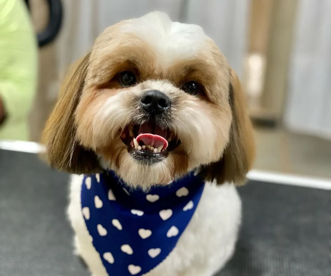 Look at that happy face. This is Pablo, a Shih Tzu, looking sharp and feeling great after his styling session, complete with his signature bandana.
