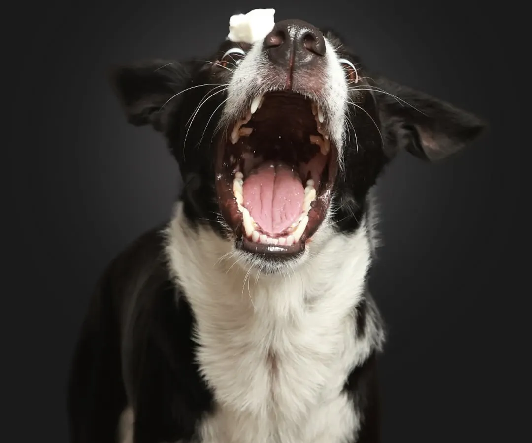 Get ready for the catch! This is one of my signature shots. I love capturing the intense focus and goofy expressions of doggos trying to catch a treat. It's a perfect way to show off their fun-loving personality in a classic studio setting.