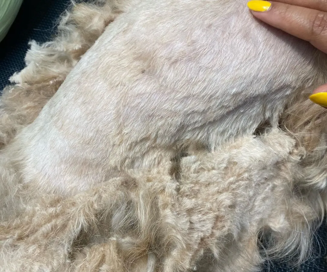 Here you can see the severe condition of Bebo's coat before we started. The fur was so tightly matted against her skin that a gentle, full shave-down was the only way to provide her with immediate relief.