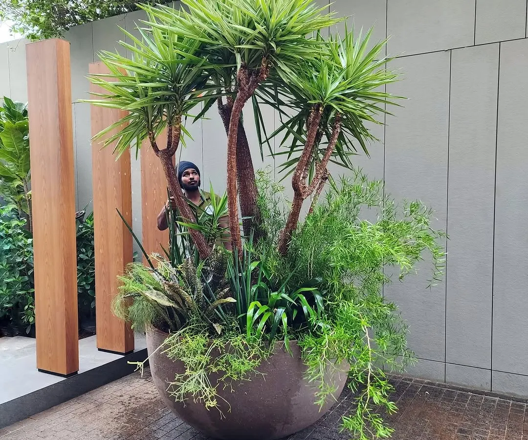 We call this "Contained Maximalism." This giant 4-foot diameter pot is a perfect example of how to make a huge impact in a limited space. It’s a curated, overflowing bouquet of exclusive plants that brings a luxurious, wild feel to any corner.