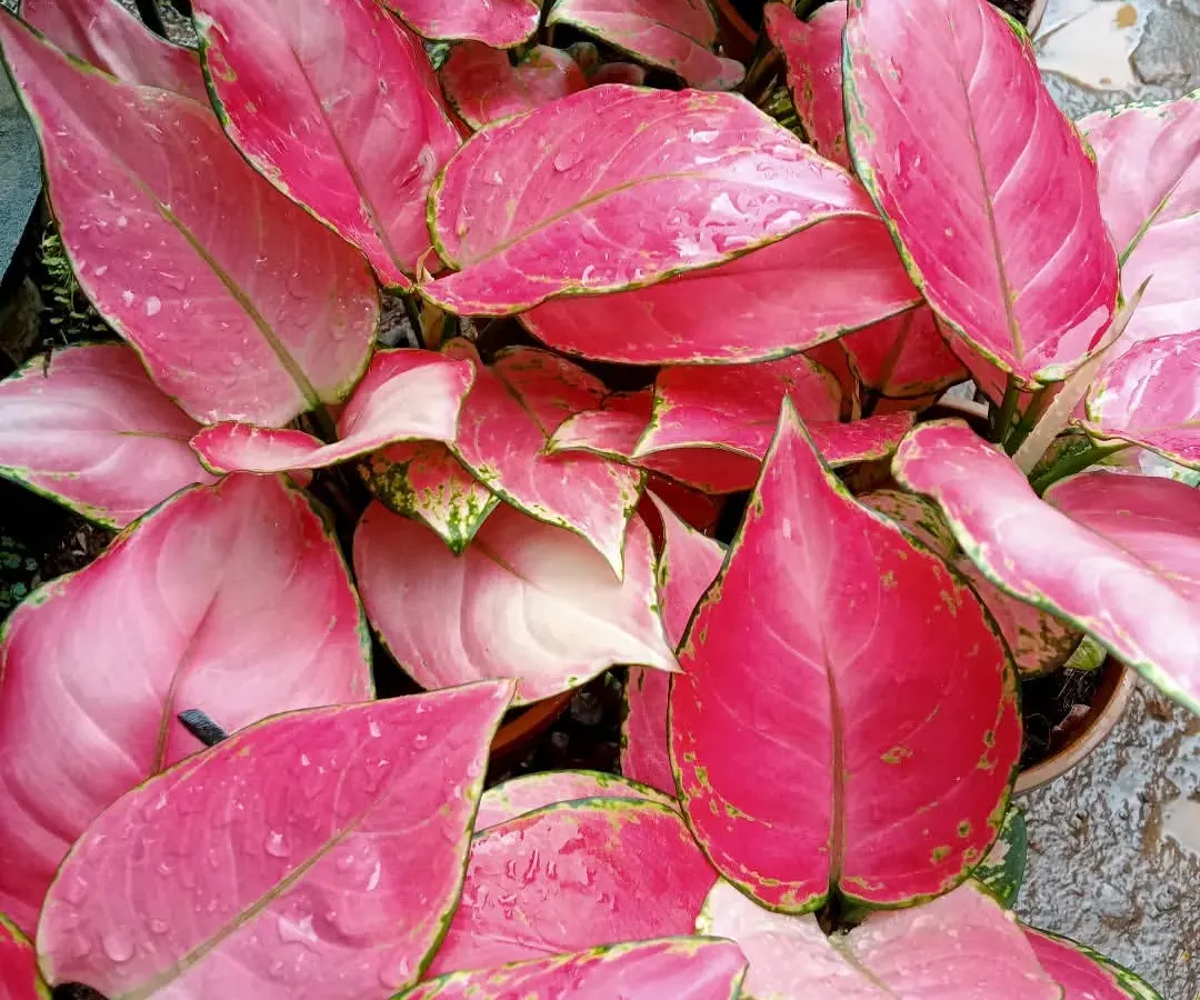 This Aglaonema variety is one of my most eye-catching plants, with brilliant pink leaves that add a pop of colour to any indoor setting. It's a perfect example of the unique and colourful foliage plants I stock for home or office decor.