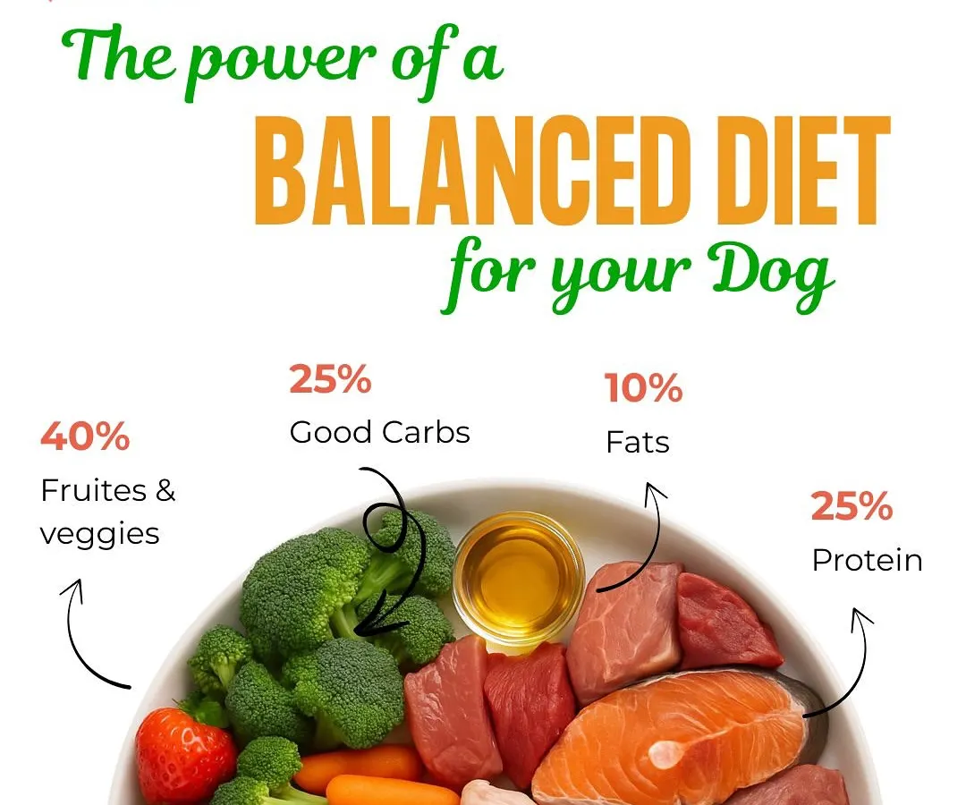 Here’s a visual breakdown of the perfect meal bowl. This infographic shows the ideal ratio of 25% protein, 40% fruits and veggies, 25% good carbs, and 10% fats. It’s a simple formula we use in our diet plans to ensure your dog gets all the essential nutrients for energy and strength.