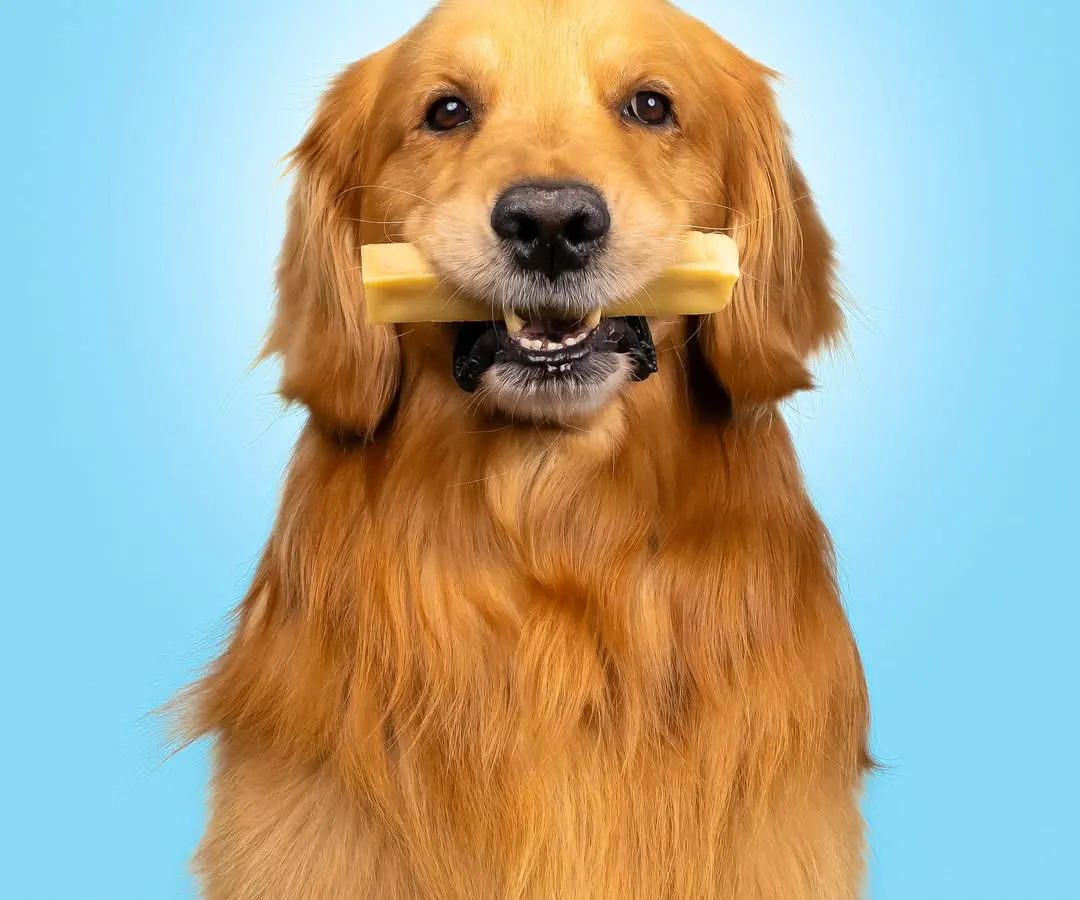 A picture perfect pose with a delicious chew. For this shot, we wanted a clean, direct portrait to showcase the product clearly. Using a controlled studio setup, I ensure the lighting highlights the dog's happy expression and the texture of the chew bone.
