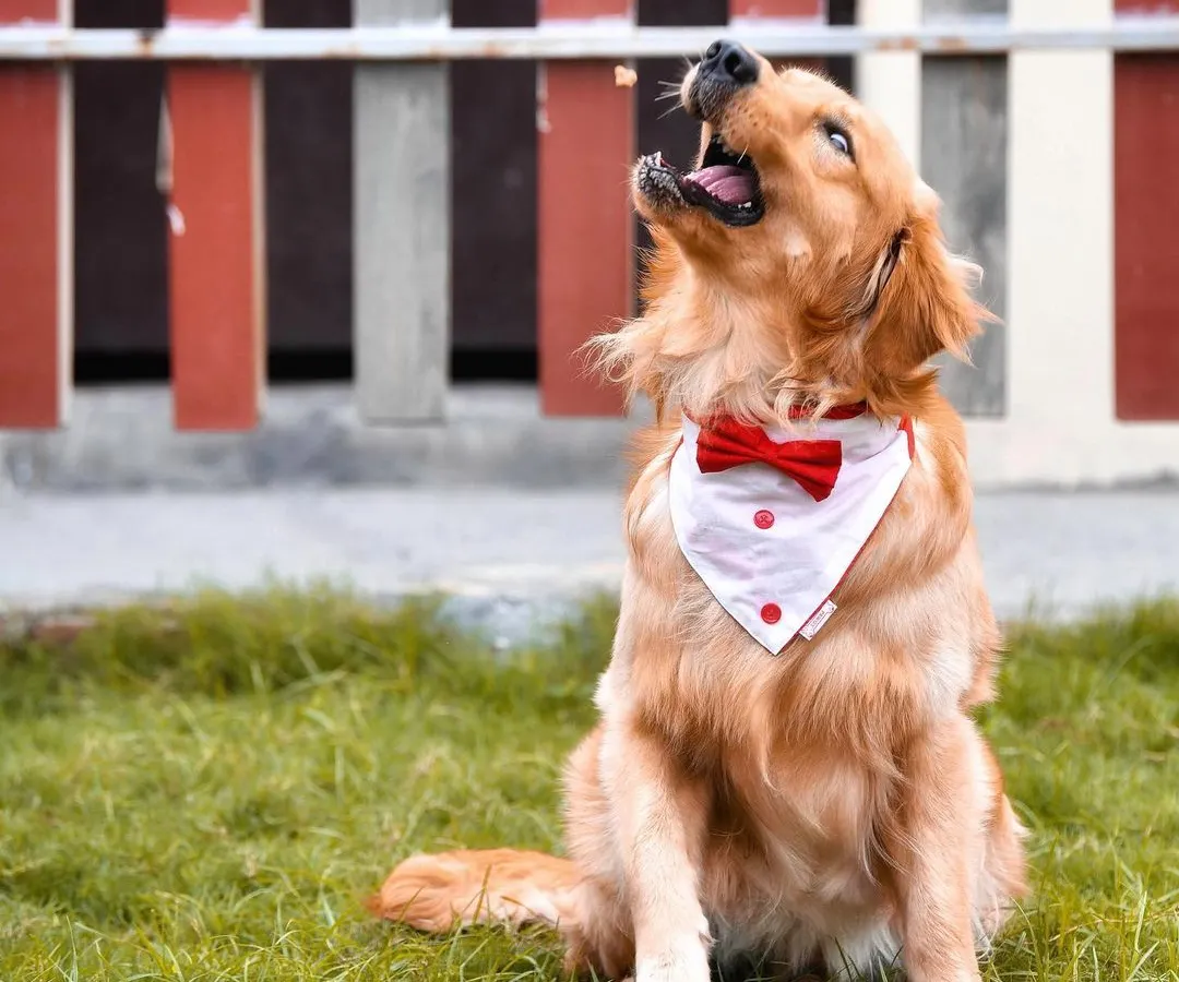 Look at this handsome boy, all dressed up and ready for his close up. I love capturing pets in action, whether they're catching a treat or just barking at the sky. This shot shows the playful, dapper personality of this Golden Retriever in his element at the park.