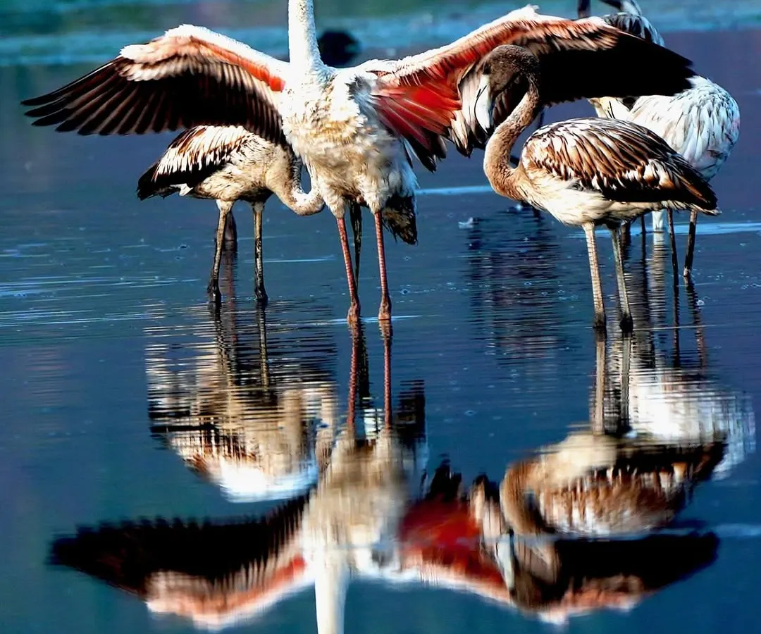 I live for moments of pure art in nature, like this flamingo creating a perfect mirror image on the water. The reflection was so clear, it felt like the world had turned upside down. This shot shows the beautiful symmetry and grace found in the wetlands of Navi Mumbai.