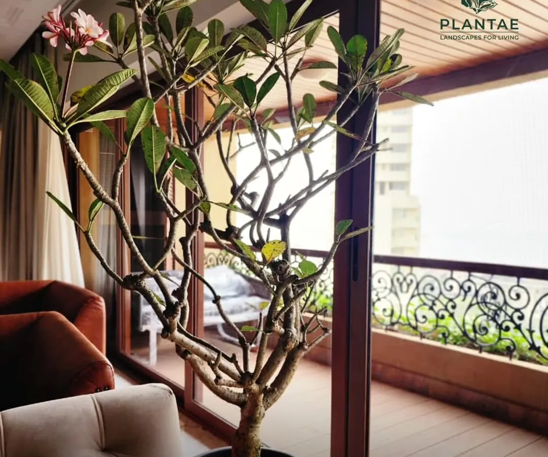 A beautiful Frangipani (Plumeria) tree brings a touch of the tropics indoors, perfectly framing the view from this elegant living room. We believe in creating seamless transitions between indoor and outdoor spaces, making your home a continuous natural escape.