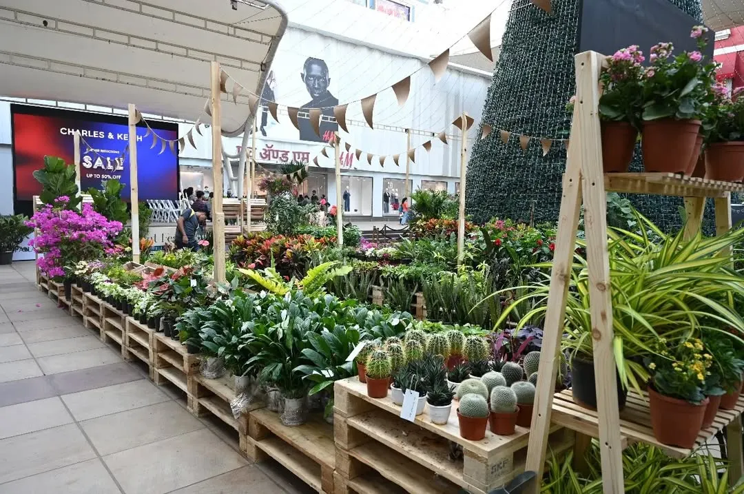 Imagine yourself surrounded by a sea of green. This is a typical view at our festival, with rows of lush plants, from common houseplants to exotic varieties, waiting to be discovered.