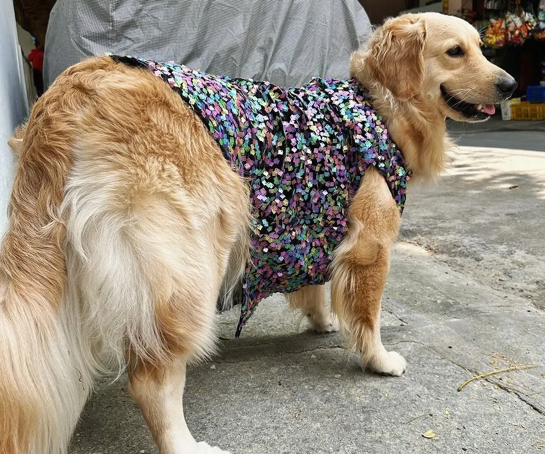 A good outfit looks great from every angle. Here you can see how this custom-stitched dress is tailored to fit the body without being tight, allowing for easy movement. I use the same principles for pet wear as I do for my bridal gowns: elegance in every stitch.