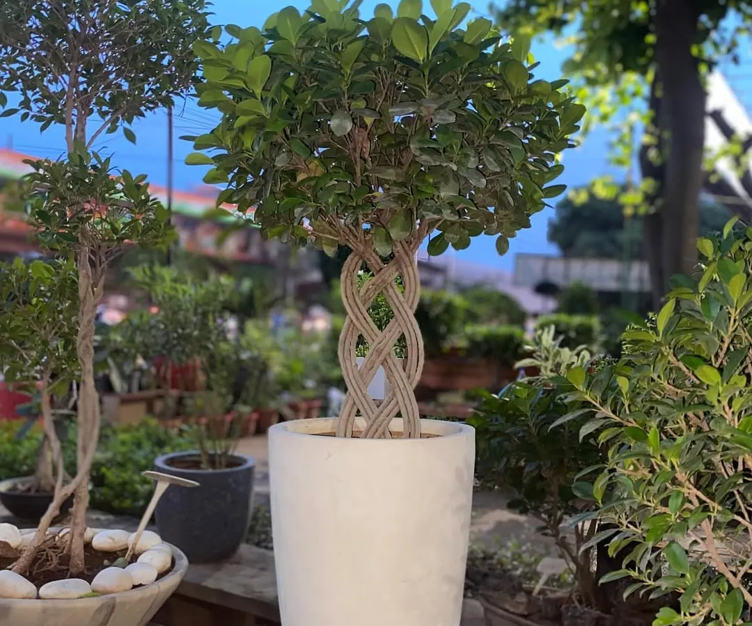 I specialize in creating unique statement pieces for your home or office. This Moclame Ficus features a beautifully braided trunk, turning a simple plant into a living sculpture.