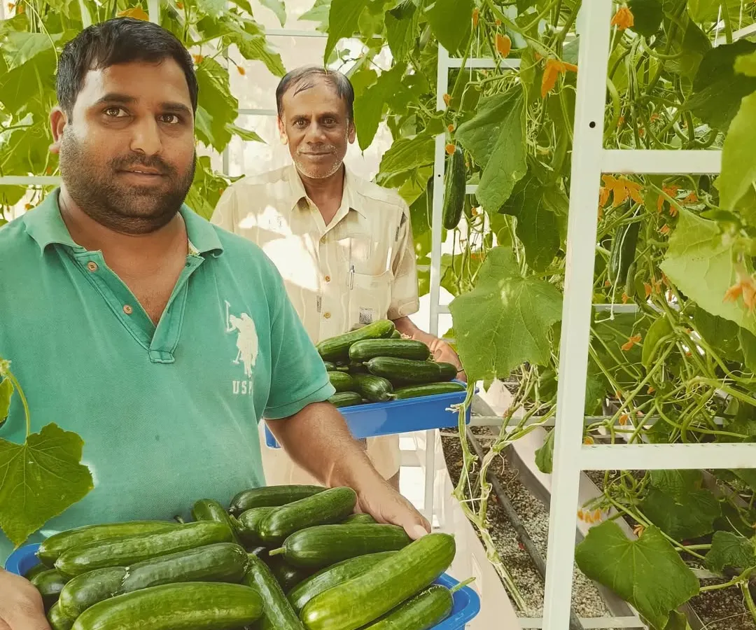 Our team harvesting a bumper crop of English cucumbers. From a single 200 sq ft pod, we can produce over 20 kgs of these seedless cucumbers, ensuring a consistent supply for our clients.