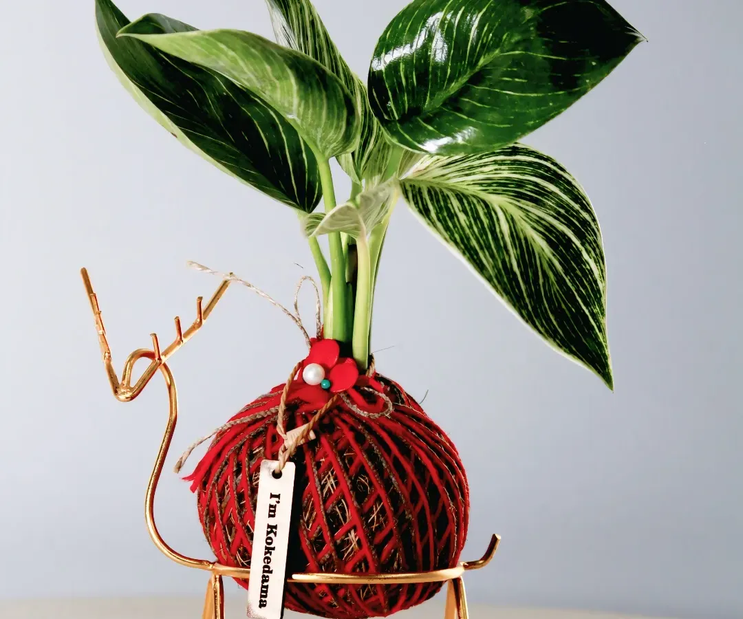 This isn't just a plant, it's a piece of art. My Kokedama, featuring a Philodendron Birkin in a festive reindeer stand, is a unique and stylish gift that purifies the air and adds a minimalist charm to any desk or shelf.