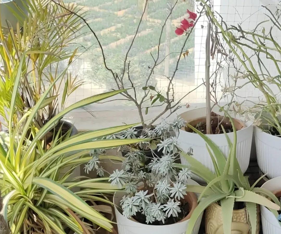 The beautiful "after." This is the result of careful planning and a little bit of plant magic. I arranged a mix of foliage and flowering plants in clean, white pots to create a fresh, vibrant, and low-maintenance balcony oasis.