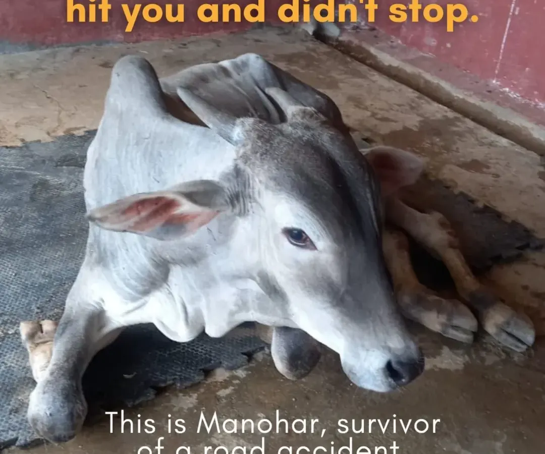 Meet Manohar. He came to us as a calf after being the victim of a hit and run accident. His story is a harsh reminder of the dangers these animals face, and it’s why our trauma recovery work is so critical.