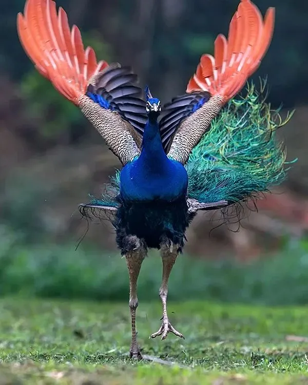 Many people have told me this photograph of a peacock looks like an angel. It is a moment of pure grace, just as the bird prepares for its dance. I have spent more than a decade watching them, and a moment like this comes very rarely. It reminds me of the peace a traveller finds under the shade of a tree in the summer heat.