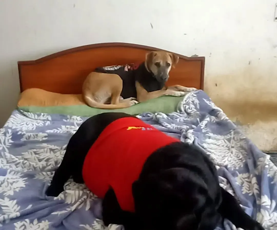 No kennels, no restrictions. Here, two furry guests are making themselves comfortable on the bed. This is the cage-free, stress-free environment I provide for every pet.