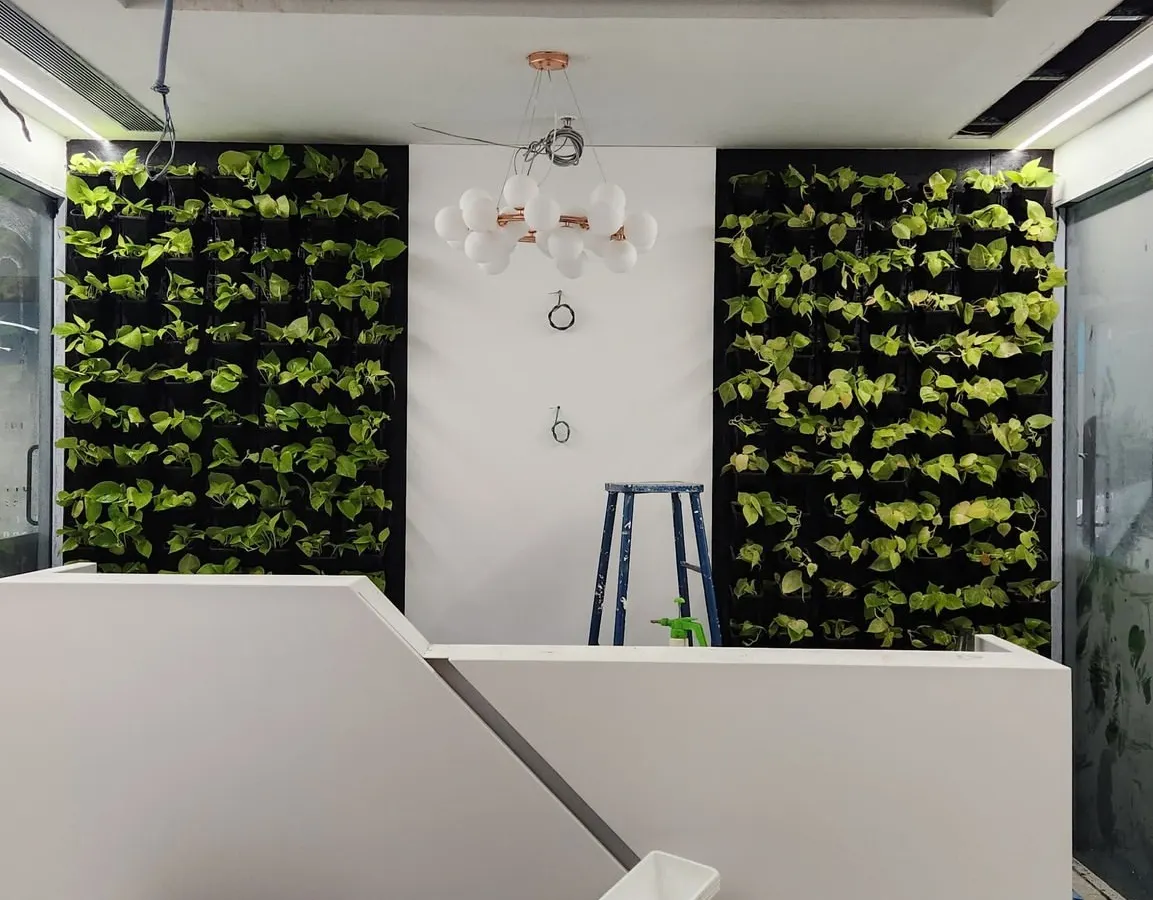 A look at a vertical garden installation we designed for a new office in Bangalore. These twin living walls flank the reception desk, creating a stunning first impression and naturally improving indoor air quality for a healthier workspace.