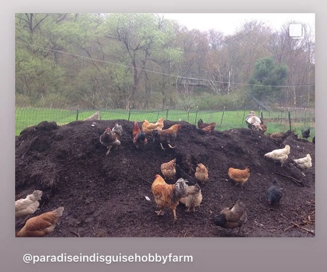 My flock of chickens are my best employees. They work the compost piles daily, aerating the material and adding their own fertilizer. This symbiotic relationship between farming and composting is a key topic I cover in my educational sessions.
