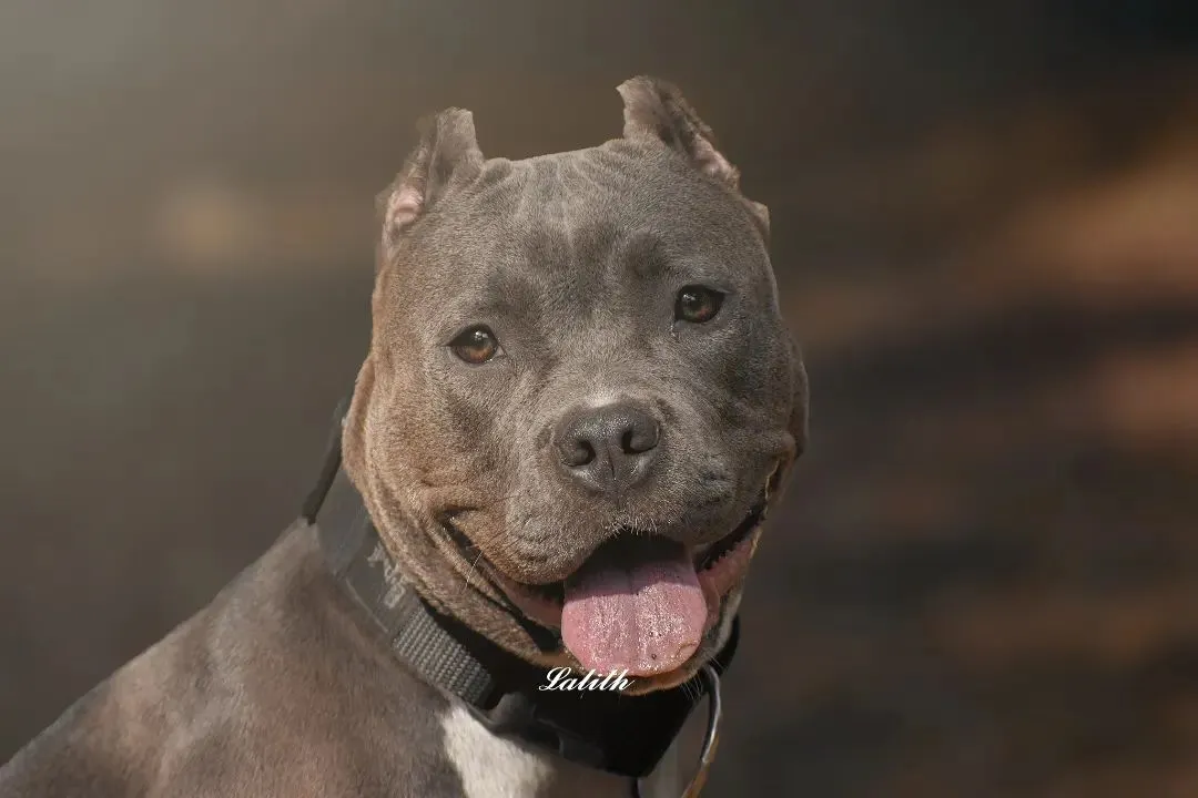 Meet Leo, an American Bully with a gentle soul. This portrait focuses on his calm and friendly expression, showing the soft side of a powerful breed with a beautiful, naturally blurred background.