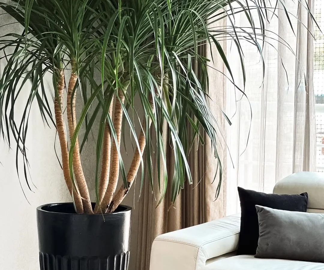 Meet the Dracaena draco, or Dragon Tree. This architectural plant brings a dramatic, sculptural presence to any room. It's a slow-growing, low-maintenance beauty that makes a timeless statement in modern interiors.