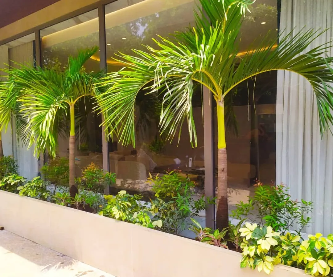A perfect look for this building entrance. I planted these two beautiful Foxtail palm trees to give it a fresh, green welcome. This is what professional plant installation looks like.