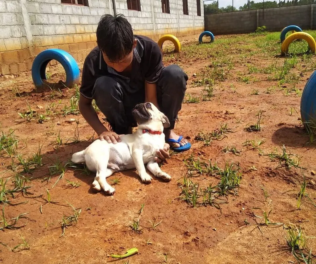 A clean pup is a happy pup. After his grooming session, this little Pug is enjoying some relaxing one-on-one time with our staff in the open play area. We believe a stress-free environment is just as important as the groom itself.