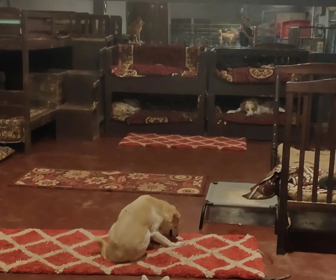 Nap time is whenever and wherever they want. Here you can see our indoor area with plenty of rugs and our special bunk beds. Every dog finds their own favorite spot to rest and recharge.