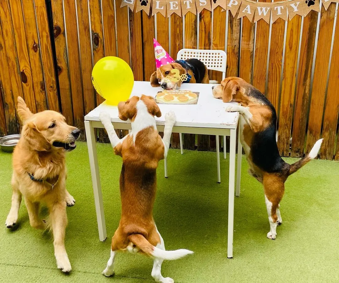 It's a pawty! We love celebrating milestones, and nothing is more special than a dog's birthday. Here, a group of friends, including Beagles and a Golden Retriever, gather around the table for a special birthday treat.