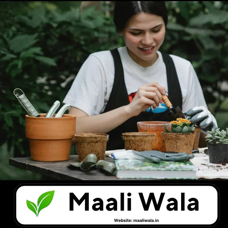 For smaller urban spaces, I focus on container gardening. Here you can see the process of potting plants, which is the foundation of creating a beautiful balcony or terrace garden. I help you choose the right pots and plants for your space.