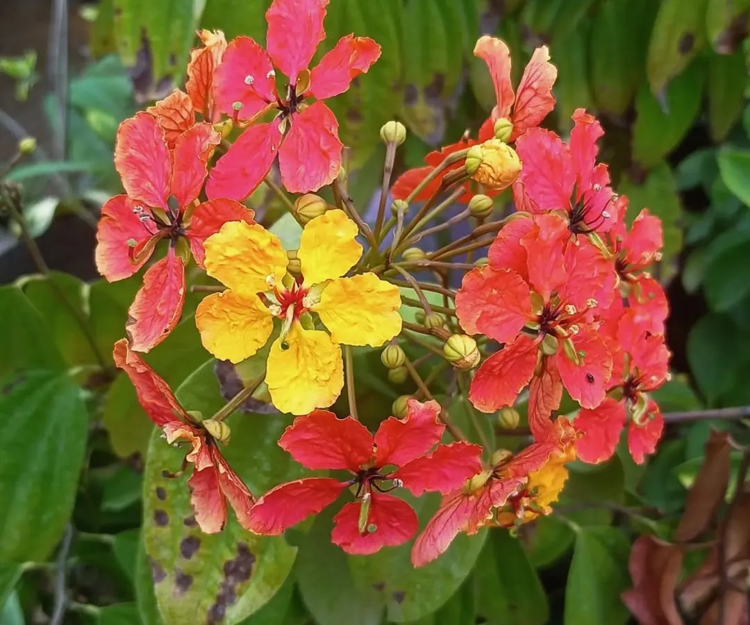 The Bauhinia coccinea, or Red Trailing Bauhinia, is a stunning creeper that brings a burst of warm color to any garden. Its unique red and yellow flowers make it a fantastic choice for trellises or fences in outdoor landscaping projects.